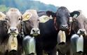 Το είδαμε κι αυτό - Αφαίρεση κουδουνιών από αγελάδες με δικαστική απόφαση, λόγω ηχορύπανσης