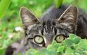 Γιατί οι γάτες έχουν κάθετα σχιστά μάτια