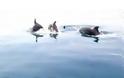 Στυλίδα: Βόλτα παρέα με τα δελφίνια - Δείτε ένα υπέροχο βίντεο