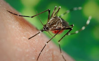 Τι θα γινόταν αν εξαφανίζονταν όλα τα κουνούπια του πλανήτη; - Φωτογραφία 1