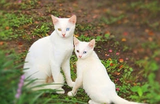 Είναι κληρονομικό χάρισμα - Καμαρώστε τις γάτες με τα ολόιδια μωρά τους! - Φωτογραφία 1
