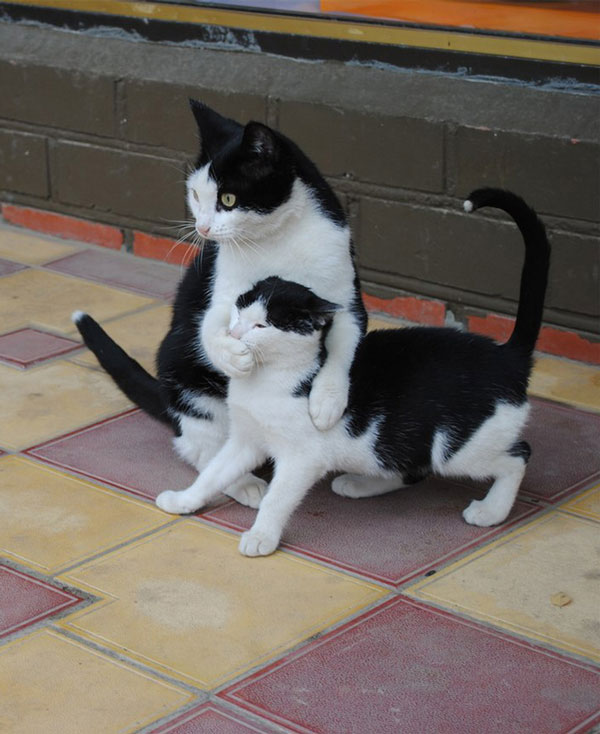 Είναι κληρονομικό χάρισμα - Καμαρώστε τις γάτες με τα ολόιδια μωρά τους! - Φωτογραφία 10