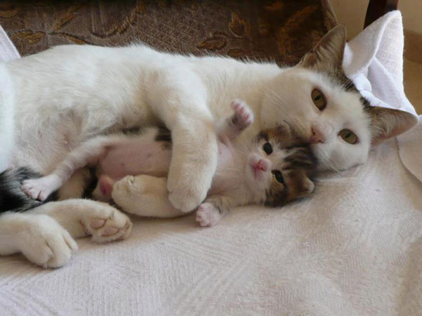 Είναι κληρονομικό χάρισμα - Καμαρώστε τις γάτες με τα ολόιδια μωρά τους! - Φωτογραφία 14