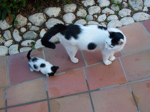 Είναι κληρονομικό χάρισμα - Καμαρώστε τις γάτες με τα ολόιδια μωρά τους! - Φωτογραφία 15