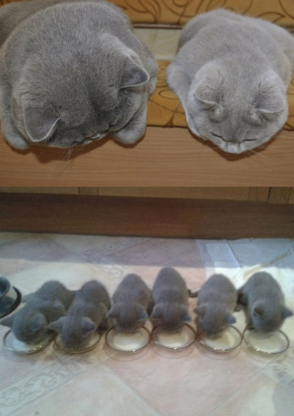 Είναι κληρονομικό χάρισμα - Καμαρώστε τις γάτες με τα ολόιδια μωρά τους! - Φωτογραφία 2