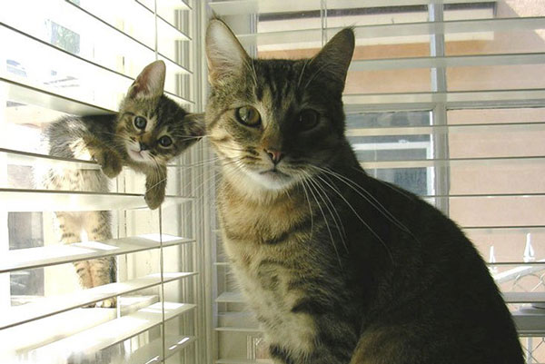 Είναι κληρονομικό χάρισμα - Καμαρώστε τις γάτες με τα ολόιδια μωρά τους! - Φωτογραφία 3