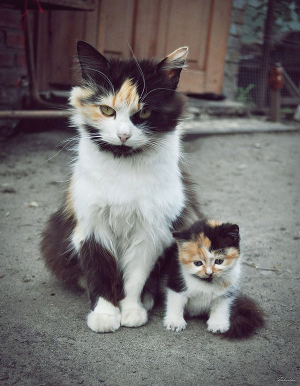 Είναι κληρονομικό χάρισμα - Καμαρώστε τις γάτες με τα ολόιδια μωρά τους! - Φωτογραφία 5