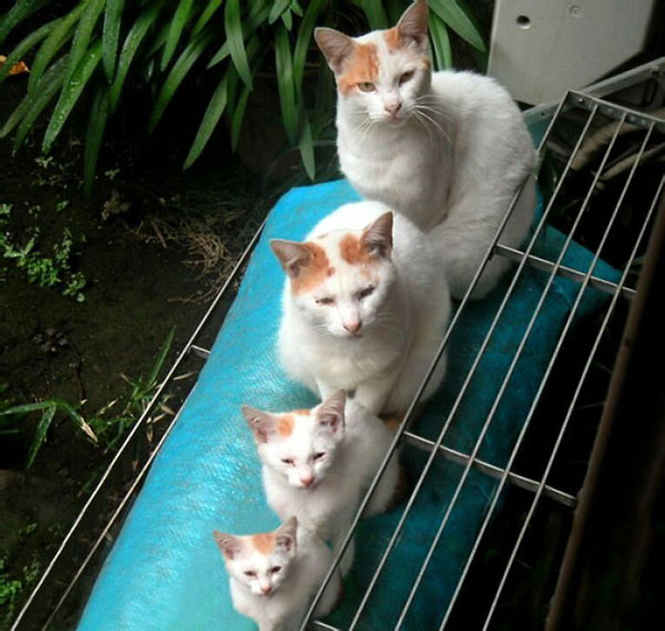 Είναι κληρονομικό χάρισμα - Καμαρώστε τις γάτες με τα ολόιδια μωρά τους! - Φωτογραφία 7