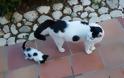 Είναι κληρονομικό χάρισμα - Καμαρώστε τις γάτες με τα ολόιδια μωρά τους! - Φωτογραφία 15