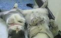 Είναι κληρονομικό χάρισμα - Καμαρώστε τις γάτες με τα ολόιδια μωρά τους! - Φωτογραφία 6