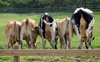 Οι αγελάδες συμβάλουν δραματικά στην υπερθέρμανση του πλανήτη... - Φωτογραφία 1