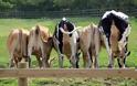 Οι αγελάδες συμβάλουν δραματικά στην υπερθέρμανση του πλανήτη...