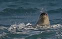 Η μεσογειακή φώκια, είδος υπό εξαφάνιση, εμφανίστηκε σε παραλίες της Λεμεσού