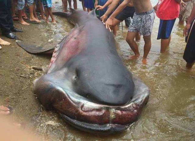 Καρχαρίας Megamouth: Ένα σπάνιο και τρομακτικό είδος - Κάτι τέτοιο δεν έχετε ξαναδεί... [photos] - Φωτογραφία 2
