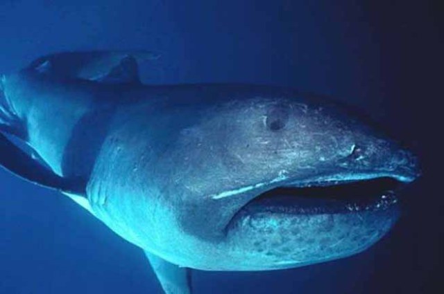 Καρχαρίας Megamouth: Ένα σπάνιο και τρομακτικό είδος - Κάτι τέτοιο δεν έχετε ξαναδεί... [photos] - Φωτογραφία 3