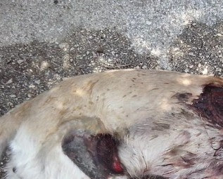 Σκότωσε τον σκύλο σέρνοντας τον στην άσφαλτο στο Χανόπουλο Άρτας - Φωτογραφία 1