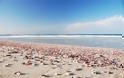 ΕΚΠΛΗΚΤΙΚΟ: Σπάνιες παραλίες… κοχυλιών! [photos] - Φωτογραφία 3