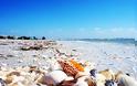 ΕΚΠΛΗΚΤΙΚΟ: Σπάνιες παραλίες… κοχυλιών! [photos] - Φωτογραφία 4