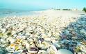 ΕΚΠΛΗΚΤΙΚΟ: Σπάνιες παραλίες… κοχυλιών! [photos] - Φωτογραφία 5