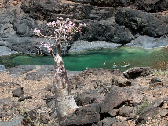 ΝΗΣΟΣ Σοκότρα: Εξωγήινο τοπίο στη Γη... [photos] - Φωτογραφία 5