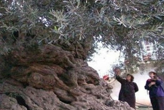 Σε ΑΥΤΟ το μέρος της Ελλάδας υπάρχουν τα αρχαιότερα δέντρα του κόσμου - Ελιές ηλικίας χιλιάδων ετών...  [photos] - Φωτογραφία 1