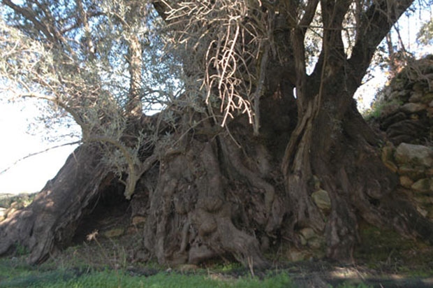 Σε ΑΥΤΟ το μέρος της Ελλάδας υπάρχουν τα αρχαιότερα δέντρα του κόσμου - Ελιές ηλικίας χιλιάδων ετών...  [photos] - Φωτογραφία 10