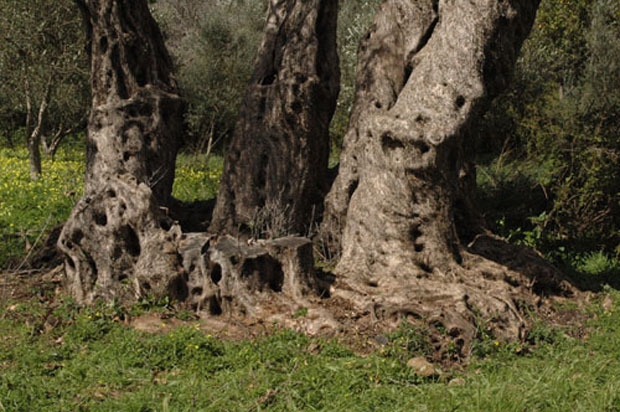 Σε ΑΥΤΟ το μέρος της Ελλάδας υπάρχουν τα αρχαιότερα δέντρα του κόσμου - Ελιές ηλικίας χιλιάδων ετών...  [photos] - Φωτογραφία 11