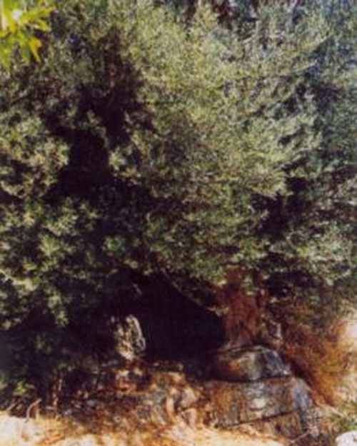 Σε ΑΥΤΟ το μέρος της Ελλάδας υπάρχουν τα αρχαιότερα δέντρα του κόσμου - Ελιές ηλικίας χιλιάδων ετών...  [photos] - Φωτογραφία 12