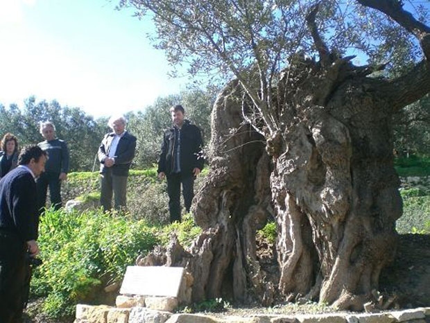 Σε ΑΥΤΟ το μέρος της Ελλάδας υπάρχουν τα αρχαιότερα δέντρα του κόσμου - Ελιές ηλικίας χιλιάδων ετών...  [photos] - Φωτογραφία 13