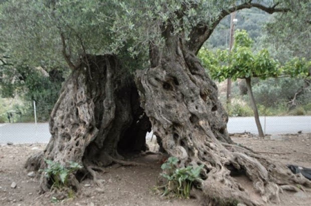 Σε ΑΥΤΟ το μέρος της Ελλάδας υπάρχουν τα αρχαιότερα δέντρα του κόσμου - Ελιές ηλικίας χιλιάδων ετών...  [photos] - Φωτογραφία 5