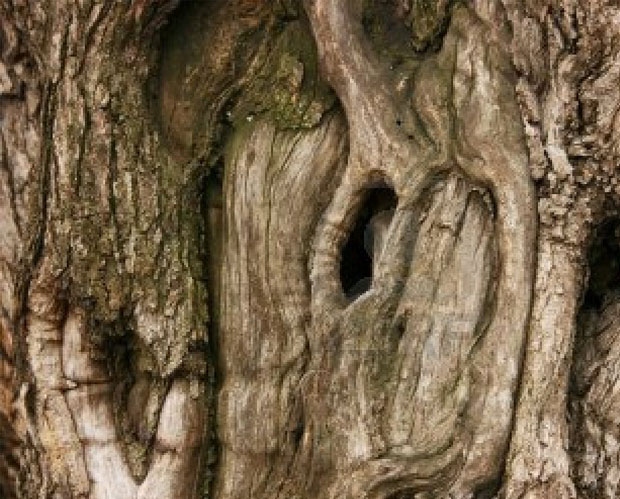 Σε ΑΥΤΟ το μέρος της Ελλάδας υπάρχουν τα αρχαιότερα δέντρα του κόσμου - Ελιές ηλικίας χιλιάδων ετών...  [photos] - Φωτογραφία 6