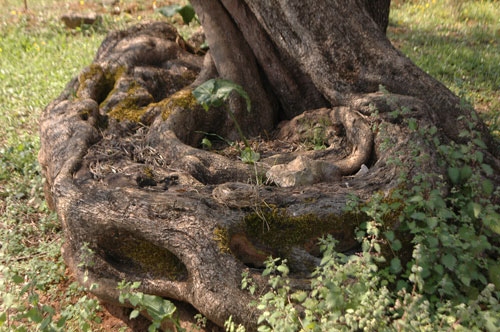 Σε ΑΥΤΟ το μέρος της Ελλάδας υπάρχουν τα αρχαιότερα δέντρα του κόσμου - Ελιές ηλικίας χιλιάδων ετών...  [photos] - Φωτογραφία 7