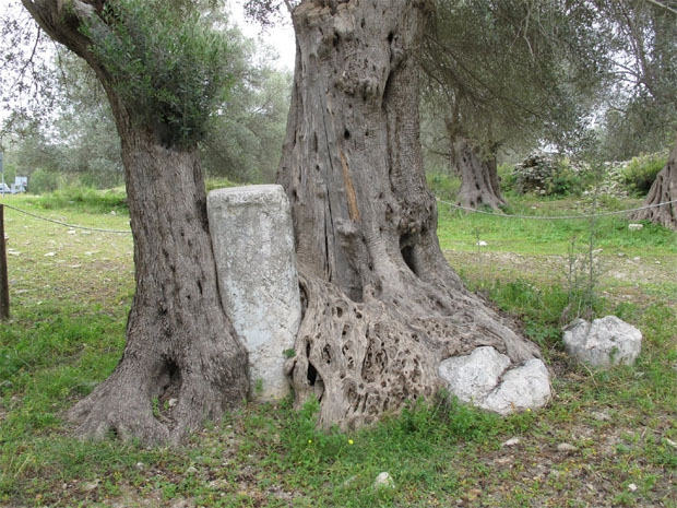 Σε ΑΥΤΟ το μέρος της Ελλάδας υπάρχουν τα αρχαιότερα δέντρα του κόσμου - Ελιές ηλικίας χιλιάδων ετών...  [photos] - Φωτογραφία 8