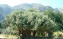 Σε ΑΥΤΟ το μέρος της Ελλάδας υπάρχουν τα αρχαιότερα δέντρα του κόσμου - Ελιές ηλικίας χιλιάδων ετών...  [photos] - Φωτογραφία 3