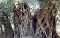 Σε ΑΥΤΟ το μέρος της Ελλάδας υπάρχουν τα αρχαιότερα δέντρα του κόσμου - Ελιές ηλικίας χιλιάδων ετών...  [photos] - Φωτογραφία 4