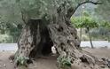 Σε ΑΥΤΟ το μέρος της Ελλάδας υπάρχουν τα αρχαιότερα δέντρα του κόσμου - Ελιές ηλικίας χιλιάδων ετών...  [photos] - Φωτογραφία 5