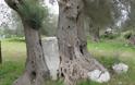 Σε ΑΥΤΟ το μέρος της Ελλάδας υπάρχουν τα αρχαιότερα δέντρα του κόσμου - Ελιές ηλικίας χιλιάδων ετών...  [photos] - Φωτογραφία 8