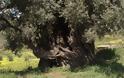 Σε ΑΥΤΟ το μέρος της Ελλάδας υπάρχουν τα αρχαιότερα δέντρα του κόσμου - Ελιές ηλικίας χιλιάδων ετών...  [photos] - Φωτογραφία 9