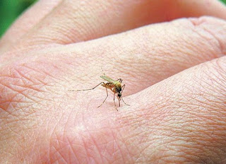 Τρεις απλοί τρόποι για να διώξετε μακριά τα κουνούπια - Φωτογραφία 1