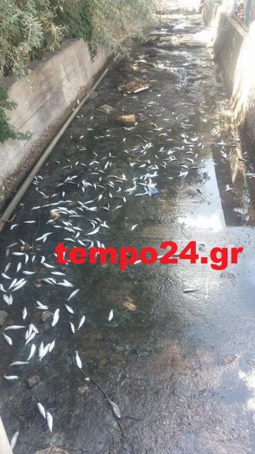 Περιβαλλοντικό έγκλημα στο μοναδικό ψαροχώρι της Αχαΐας - Πέταξαν νεκρά ψάρια στο λιμανάκι [photos] - Φωτογραφία 2