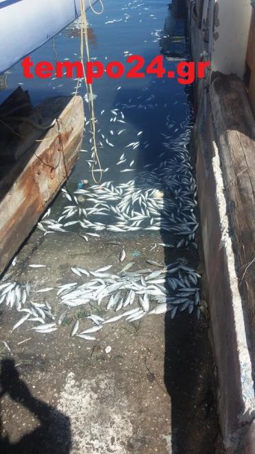 Περιβαλλοντικό έγκλημα στο μοναδικό ψαροχώρι της Αχαΐας - Πέταξαν νεκρά ψάρια στο λιμανάκι [photos] - Φωτογραφία 3