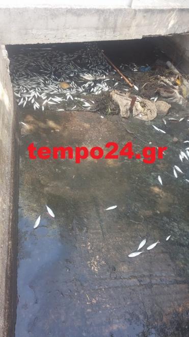 Περιβαλλοντικό έγκλημα στο μοναδικό ψαροχώρι της Αχαΐας - Πέταξαν νεκρά ψάρια στο λιμανάκι [photos] - Φωτογραφία 4