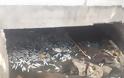 Περιβαλλοντικό έγκλημα στο μοναδικό ψαροχώρι της Αχαΐας - Πέταξαν νεκρά ψάρια στο λιμανάκι [photos] - Φωτογραφία 4