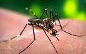 ΠΑΝΙΚΟΣ: Κρούσμα ελονοσίας στα Τρίκαλα