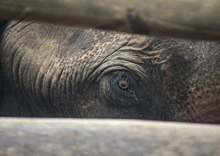 Σοκαριστικές εικόνες από το βασανισμό ελεφάντων στην Ινδία - Φωτογραφία 1