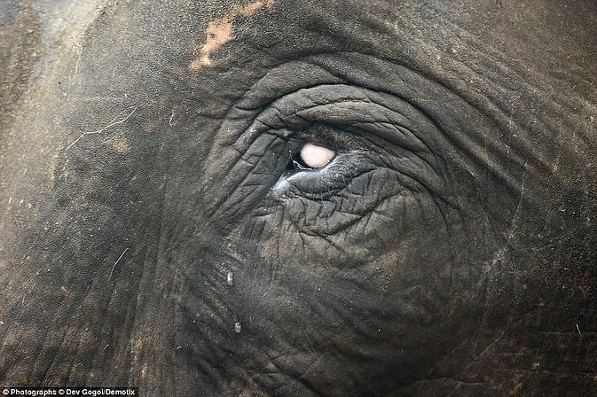 Σοκαριστικές εικόνες από το βασανισμό ελεφάντων στην Ινδία - Φωτογραφία 3
