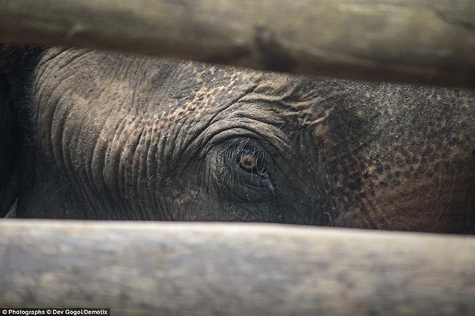 Σοκαριστικές εικόνες από το βασανισμό ελεφάντων στην Ινδία - Φωτογραφία 7