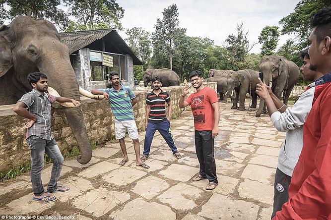 Σοκαριστικές εικόνες από το βασανισμό ελεφάντων στην Ινδία - Φωτογραφία 9