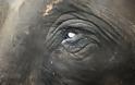 Σοκαριστικές εικόνες από το βασανισμό ελεφάντων στην Ινδία - Φωτογραφία 3