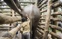 Σοκαριστικές εικόνες από το βασανισμό ελεφάντων στην Ινδία - Φωτογραφία 5